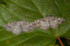 Skogbarkmåler (Alcis repandata)