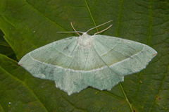 Light Emerald (Campaea margaritaria)