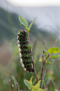 Nattpåfugløye (Saturnia pavonia)