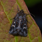 Svart sumpfly (Celaena haworthii)