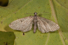 Augustdvergmåler (Eupithecia pusillata)