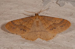 Scarce Umber (Agriopis aurantiaria)