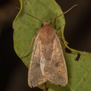 Yellow-line Quaker (Agrochola macilenta)
