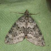 Autumn Green Carpet (Chloroclysta miata)