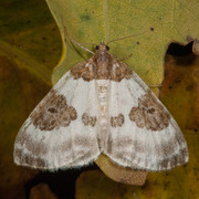 Blue-bordered Carpet (Plemyria rubiginata)