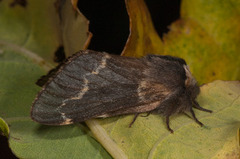 Høstspinner (Poecilocampa populi)