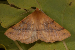 Feathered Thorn (Colotois pennaria)
