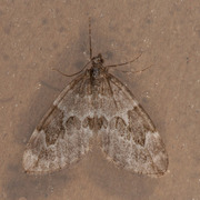 Juniper Carpet (Thera juniperata)