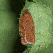 Eikeflatvikler (Acleris ferrugana)