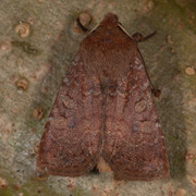 Variabelt flatfly (Conistra vaccinii)