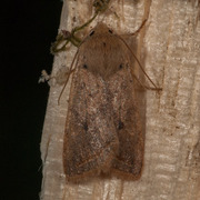 Yellow-line Quaker (Agrochola macilenta)