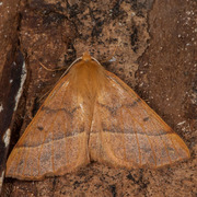 Feathered Thorn (Colotois pennaria)