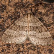 Northern Winter Moth (Operophtera fagata)