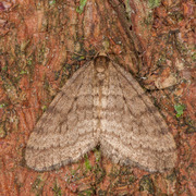 Winter Moth (Operophtera brumata)
