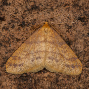 Scarce Umber (Agriopis aurantiaria)