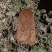 The Chestnut (Conistra vaccinii)