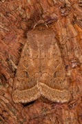 Common Quaker (Orthosia cerasi)