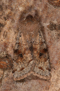 Clouded Drab (Orthosia incerta)
