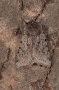 Red Chestnut (Cerastis rubricosa)