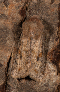 Clouded Drab (Orthosia incerta)