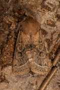Common Quaker (Orthosia cerasi)