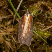 Seljeflatvikler (Acleris hastiana)