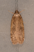 Agonopterix ciliella/heracliana