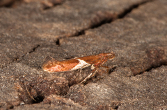 Caloptilia stigmatella