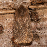 Variabelt flatfly (Conistra vaccinii)