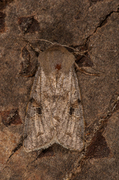 Clouded Drab (Orthosia incerta)