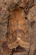 Tverrlinjet seljefly (Orthosia cerasi)