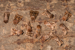 Hebrew Character (Orthosia gothica)