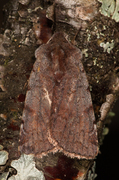 Red Chestnut (Cerastis rubricosa)