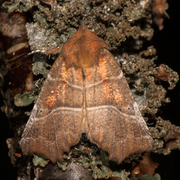The Herald (Scoliopteryx libatrix)
