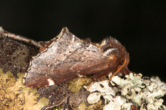 Brun vårtannspinner (Odontosia carmelita)