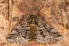 Brindled Beauty (Lycia hirtaria)