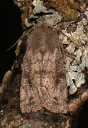 Clouded Drab (Orthosia incerta)