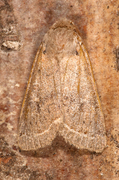 Tverrlinjet seljefly (Orthosia cerasi)