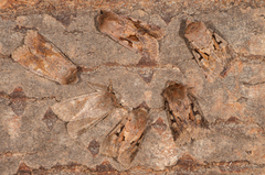 Hebrew Character (Orthosia gothica)