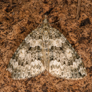 Autumn Green Carpet (Chloroclysta miata)