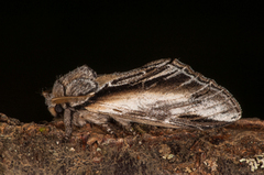 Seljetannspinner (Pheosia tremula)