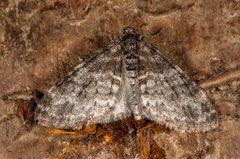 The Seraphim (Lobophora halterata)