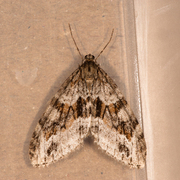 Barred Tooth-striped (Trichopteryx polycommata)