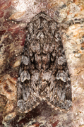 Glaucous Shears (Papestra biren)