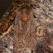 The Chestnut (Conistra vaccinii)