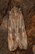 Brunt kappefly (Lithophane socia)