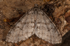 Early Tooth-striped (Trichopteryx carpinata)