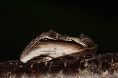 Bjørketannspinner (Pheosia gnoma)