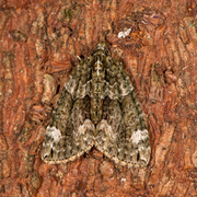 Red-green Carpet (Chloroclysta siterata)