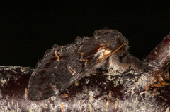Iron Prominent (Notodonta dromedarius)